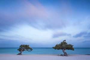 Caribbean, Netherland Antilles, Aruba, Divi Divi Trees on Eagle Beach