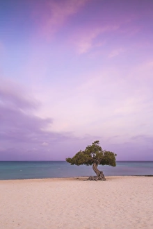 Caribbean, Netherland Antilles, Aruba, Divi Divi Tree on Eagle Beach