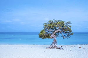 Caribbean, Netherland Antilles, Aruba, Divi Divi Tree on Eagle Beach