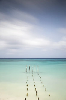 Caribbean, Netherland Antilles, Aruba, Divi beach, Pelicans on wooden posts