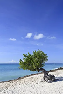 Caribbean, Netherland Antilles, Aruba, Divi Divi Tree on Eagle Beach