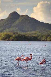 Caribbean, Netherland Antilles, Bonaire, Washington Slagbaai National Park, Flamingoes