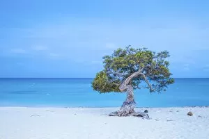 Images Dated 2nd June 2016: Caribbean, Netherland Antilles, Aruba, Divi Divi Tree on Eagle Beach