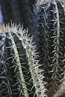 Images Dated 18th June 2010: Caribbean, Netherland Antilles, Aruba, Cactus detail