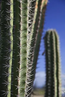 Images Dated 18th June 2010: Caribbean, Netherland Antilles, Aruba, Cactus detail