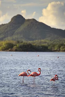 Images Dated 18th June 2010: Caribbean, Netherland Antilles, Bonaire, Washington Slagbaai National Park, Flamingoes