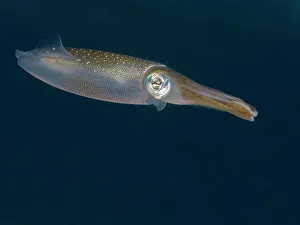 Underwater Prints: Caribbean Reef Squid (Sepioteuthis sepioidea)