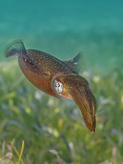 Underwater Prints: Caribbean Reef Squid (Sepioteuthis sepioidea)