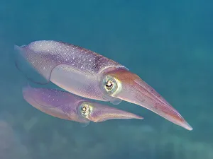 Underwater Prints: Caribbean Reef Squid (Sepioteuthis sepioidea)