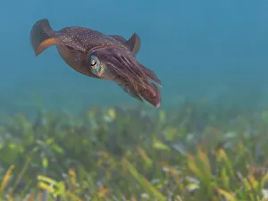 Underwater Prints: Caribbean Reef Squid (Sepioteuthis sepioidea)