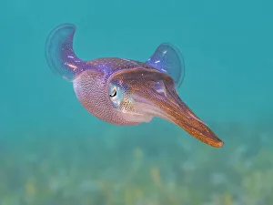Underwater Prints: Caribbean Reef Squid (Sepioteuthis sepioidea)