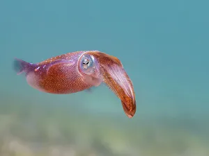 Underwater Prints: Caribbean Reef Squid (Sepioteuthis sepioidea)