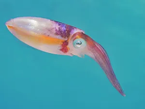 Underwater Prints: Caribbean Reef Squid (Sepioteuthis sepioidea)