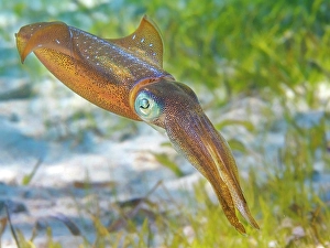 Cayman Prints: Caribbean Reef Squid (Sepioteuthis sepioidea)