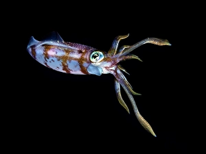 Sealife Prints: Caribbean Reef Squid (Sepioteuthis sepioidea)
