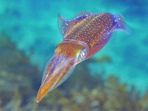 Sealife Prints: Caribbean Reef Squid (Sepioteuthis sepioidea)