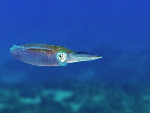 Sealife Prints: Caribbean Reef Squid (Sepioteuthis sepioidea)