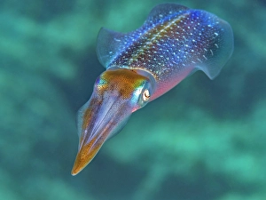 Sealife Prints: Caribbean Reef Squid (Sepioteuthis sepioidea)