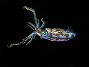 Sealife Prints: Caribbean Reef Squid (Sepioteuthis sepioidea)