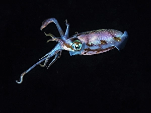 Sealife Prints: Caribbean Reef Squid (Sepioteuthis sepioidea)
