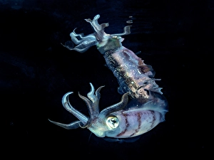 Sealife Prints: Caribbean Reef Squid (Sepioteuthis sepioidea)