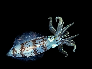 Caribbean Reef Squid (Sepioteuthis sepioidea), Grand Cayman, Cayman Islands, British West Indies