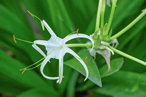 Lily Prints: Caribbean Spider Lily (Hymenocallis caribaea), Nepal