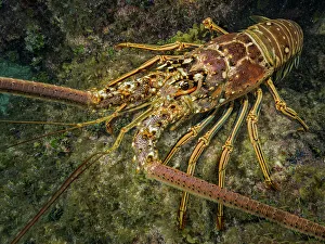 Invertebrate Prints: Caribbean Spiny Lobster (Panulirus argus)