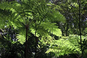 Caribbean, St Lucia, Des Cartier Trail, Tropical Rainforest