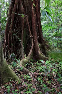 Caribbean, St Lucia, Des Cartier Trail, Tropical Rainforest