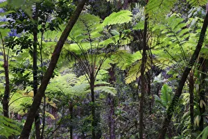 Caribbean, St Lucia, Des Cartier Trail, Tropical Rainforest