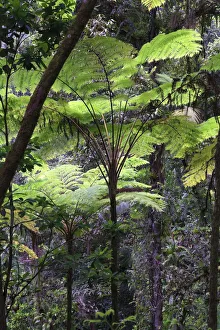 Caribbean, St Lucia, Des Cartier Trail, Tropical Rainforest