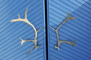 Images Dated 12th May 2014: Caribou antlers, Norway