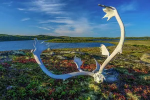 Taiga Prints: Caribou antlers in the tundra, Tasiujaq, Nunavik, Canada