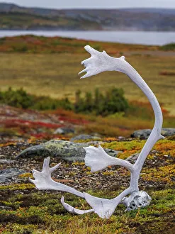 Nunavik Prints: Caribou antlers on the tundra at Wolf Lake in Nunavik, Quebec, Canada