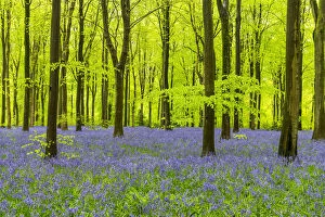 Wood Collection: Carpet of Bluebells, West Woods, Wiltshire, England