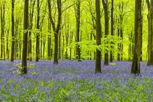 Horizontal Gallery: Carpet of Bluebells, West Woods, Wiltshire, England