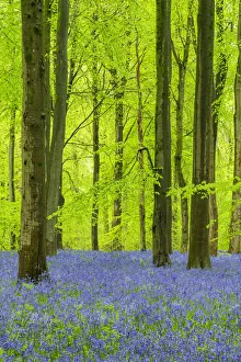 Carpet of Bluebells, West Woods, Wiltshire, England