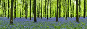 Carpet of Bluebells, West Woods, Wiltshire, England