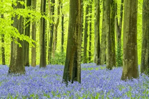 Carpet of Bluebells, West Woods, Wiltshire, England