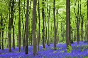 Forests Gallery: Carpet of bluebells wildflowers growing in the beech woodland at West Woods, Lockeridge