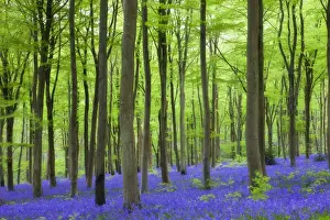 Carpet of bluebells wildflowers growing in the beech woodland at West Woods, Lockeridge