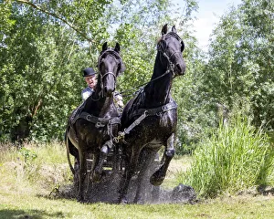 Drive Prints: A carriage driver steers two Friesian horses through water, Friesland, North Netherlands