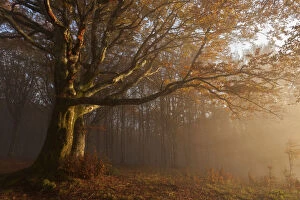 Fogs Collection: Casentinesi forest in autumn, Tuscan-Emilian appennines, Tuscany, Italy