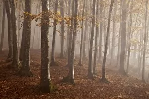 Fogs Collection: Casentinesi forest, Tuscan-Emilian appennines, Tuscany, Italy. Light into the forest