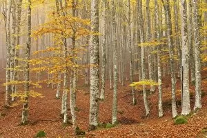 Forests Collection: Casentinesi forest, Tuscan-Emilian appennines, Tuscany, Italy