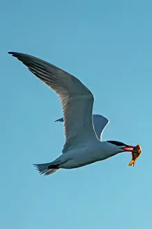 Winnipeg Prints: Caspian tern (Hydroprogne caspia) in flight with fish (prey) Winnipeg, Manitoba, Canada