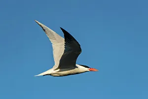 Winnipeg Prints: Caspian tern (Hydroprogne caspia) in flight Winnipeg, Manitoba, Canada