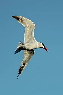 Winnipeg Prints: Caspian tern (Hydroprogne caspia) in flight Winnipeg, Manitoba, Canada