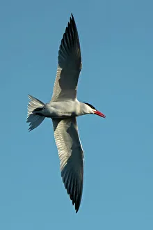 Winnipeg Prints: Caspian tern (Hydroprogne caspia) in flight Winnipeg, Manitoba, Canada